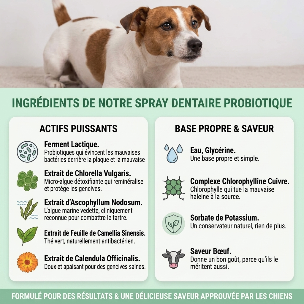 Spray Dentaire Probiotique pour Chien & Chat